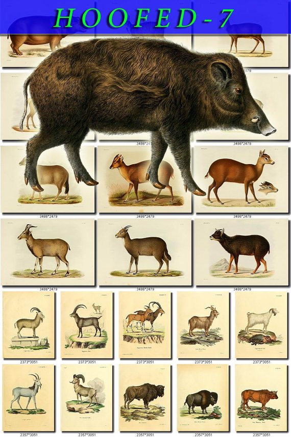 HOOFED UNGULATES-7 54 vintage print