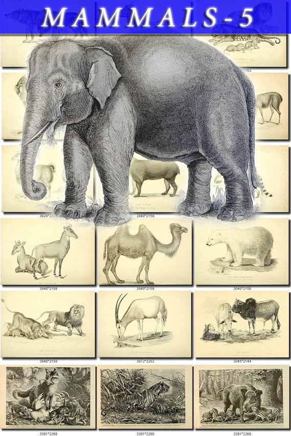 MAMMALS-5-bw 205 black-, -white vintage print