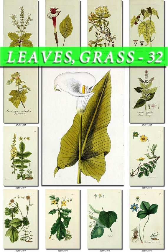 LEAVES GRASS-32 210 vintage print