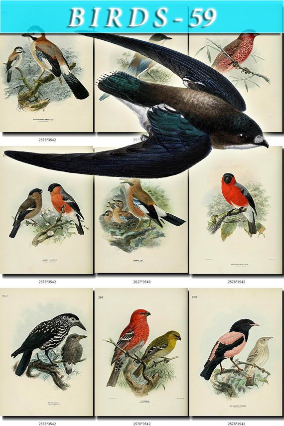 BIRDS-59 91 vintage print