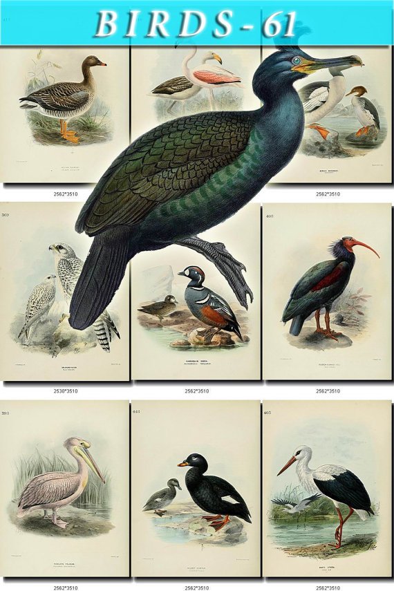 BIRDS-61 91 vintage print