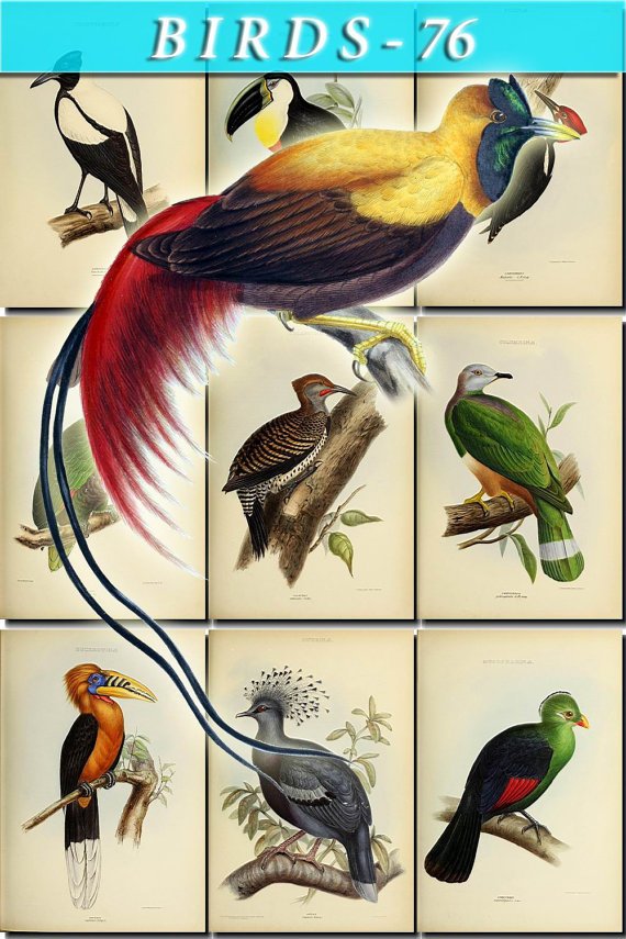 BIRDS-76 49 vintage print