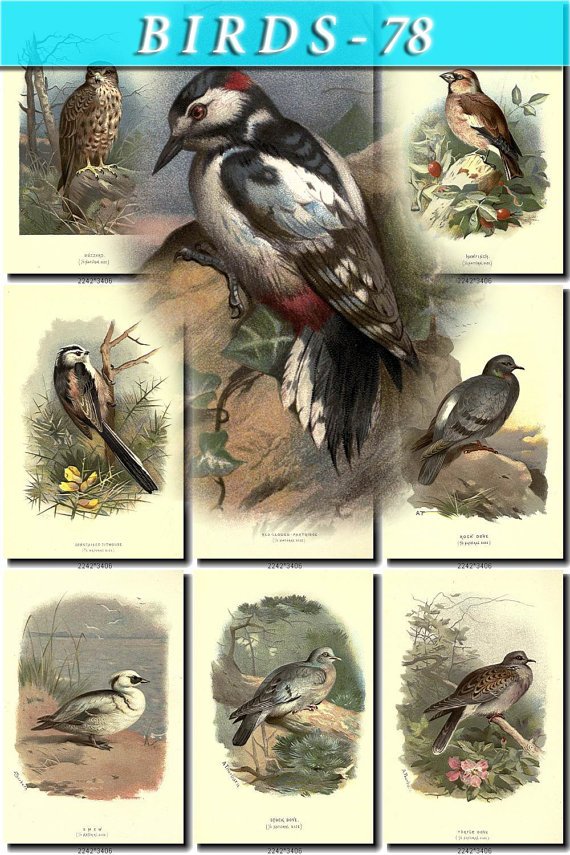 BIRDS-78 84 vintage print