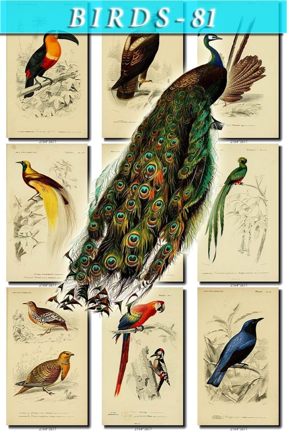 BIRDS-81 153 vintage print