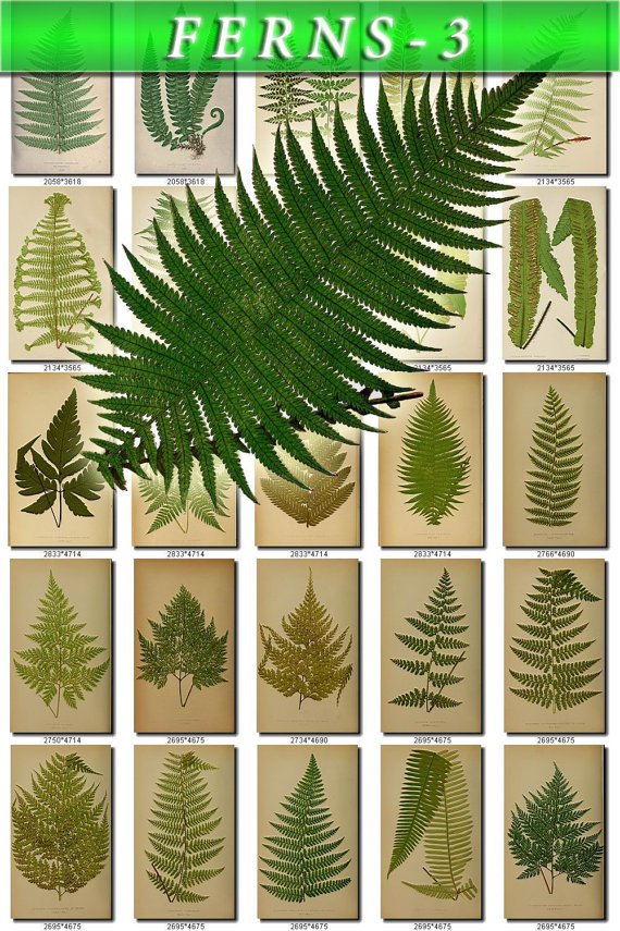 FERNS-3 223 vintage print