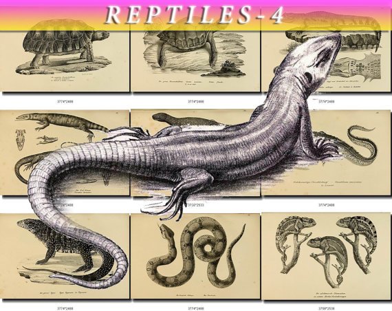 REPTILES & AMPHIBIAS-4-bw 246 black-, -white vintage print