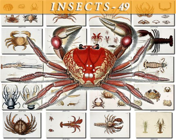 INSECTS-49 177 vintage print