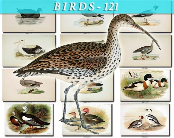 BIRDS-121 71 vintage print