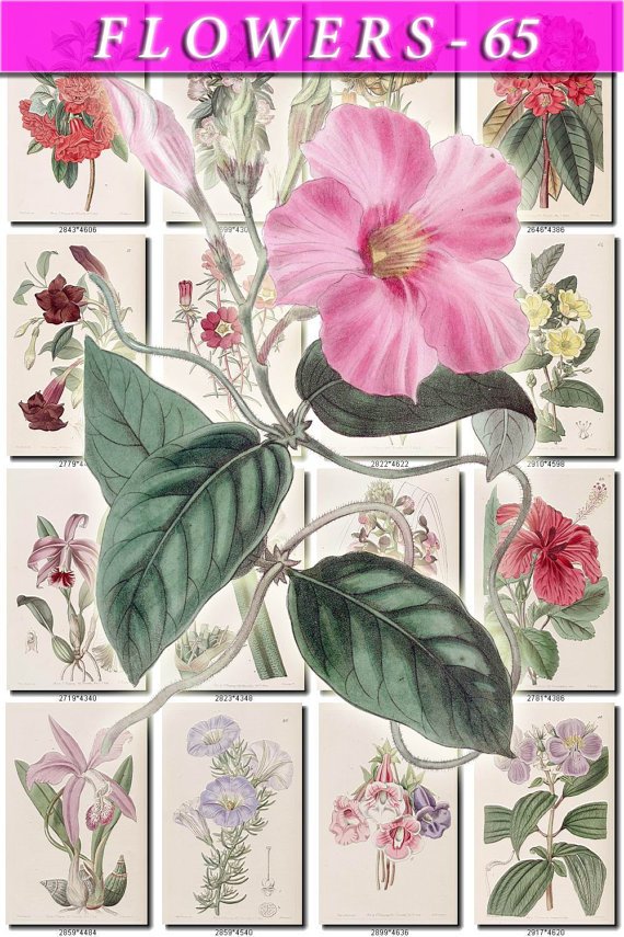 FLOWERS-65 202 vintage print