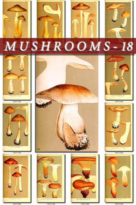 MUSHROOMS-18 162 vintage print