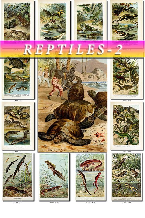REPTILES & AMPHIBIAS-2 167 vintage print