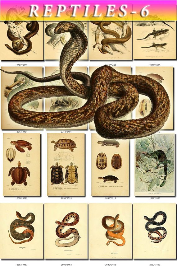 REPTILES & AMPHIBIAS-6 234 vintage print