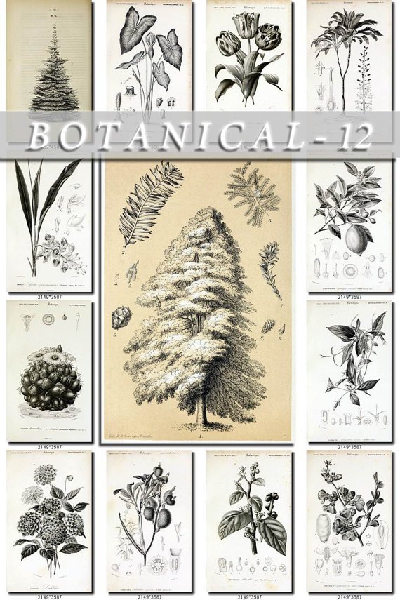 BOTANICAL-12-bw 426 black-, -white vintage print