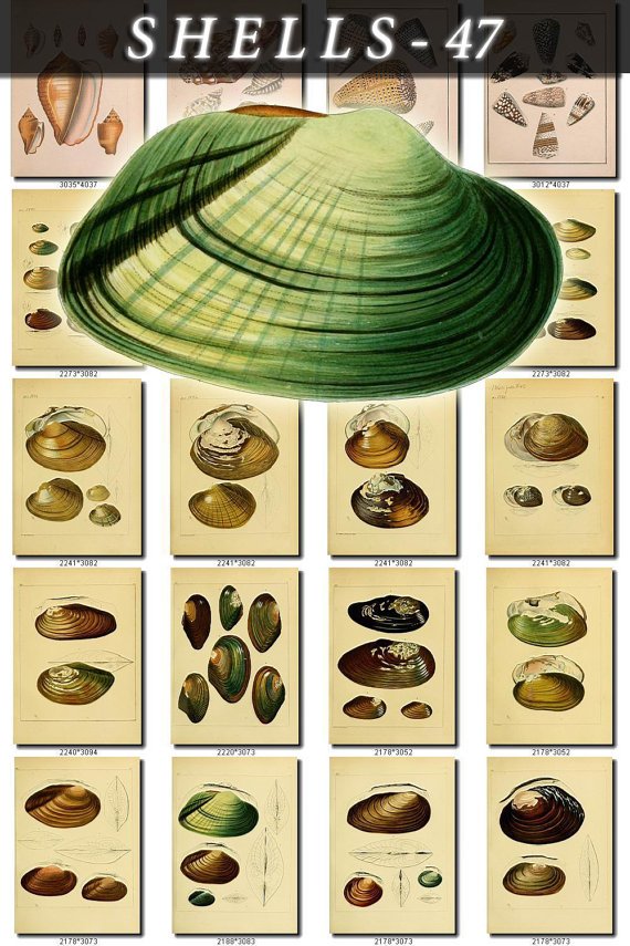 SHELLS-47 328 vintage print
