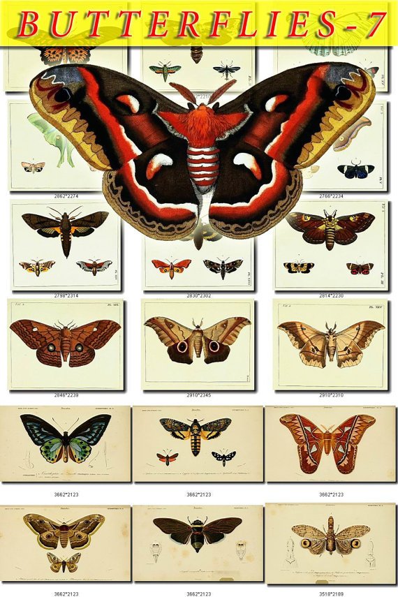 BUTTERFLIES-7 270 vintage print