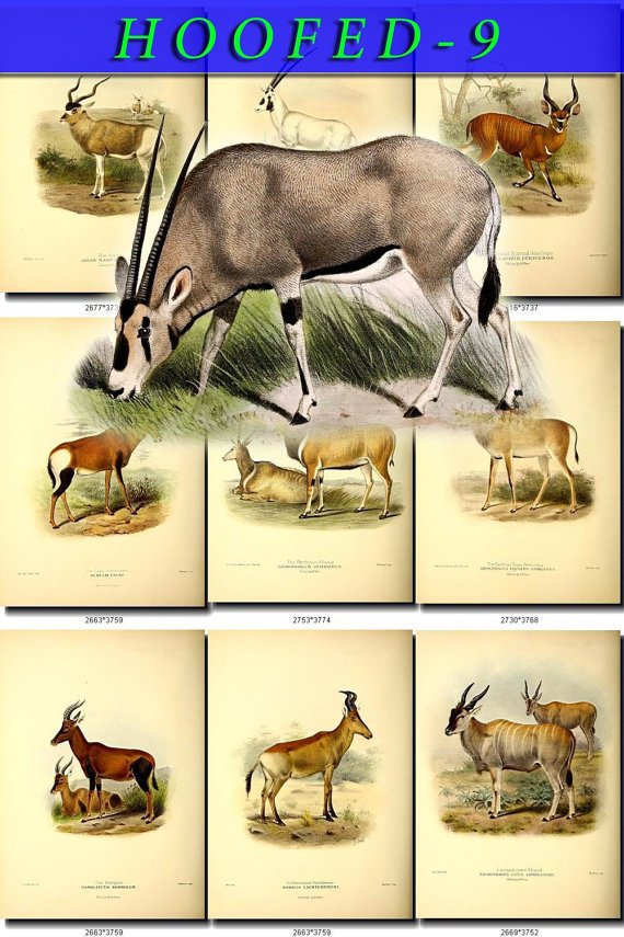 HOOFED UNGULATES-9 49 vintage print