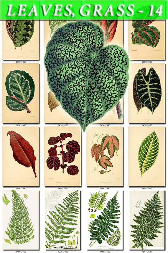 LEAVES GRASS-14 280 vintage print