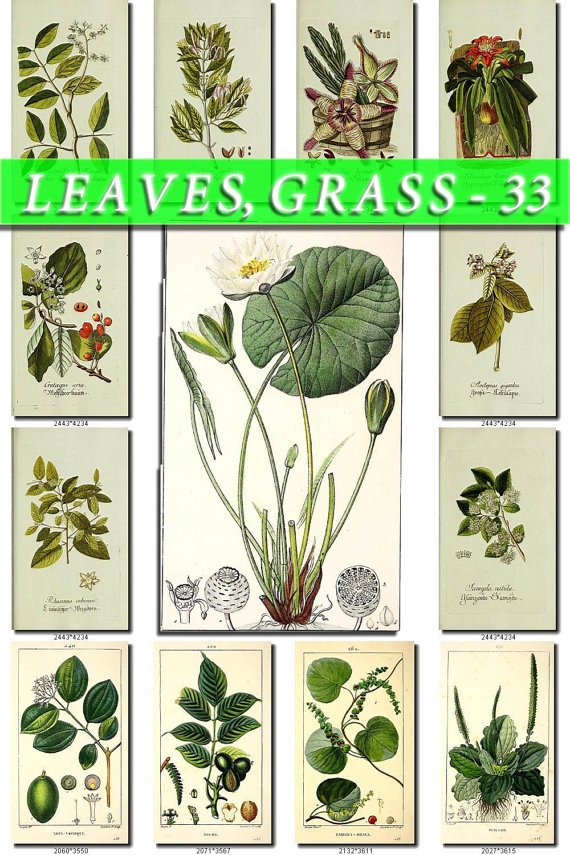 LEAVES GRASS-33 218 vintage print