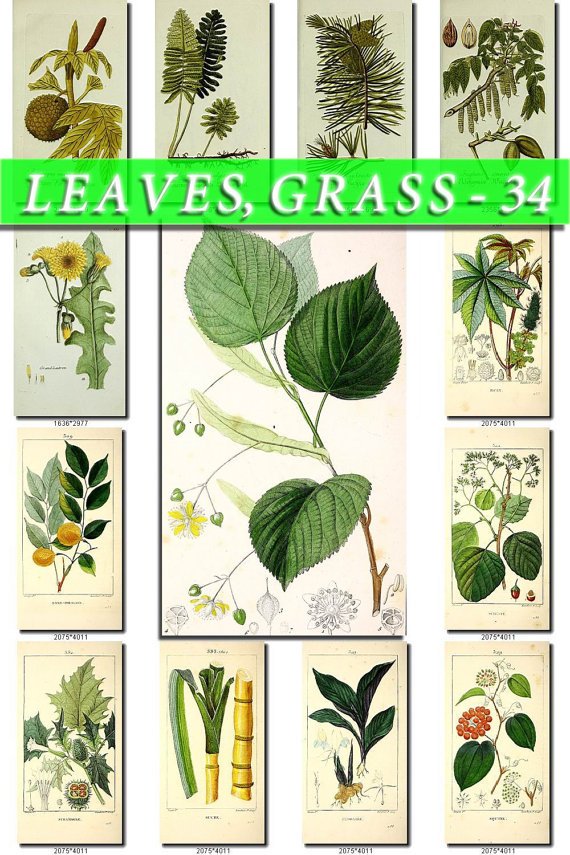 LEAVES GRASS-34 226 vintage print