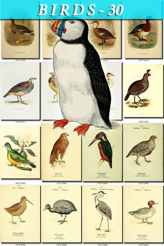 BIRDS-30 208 vintage print