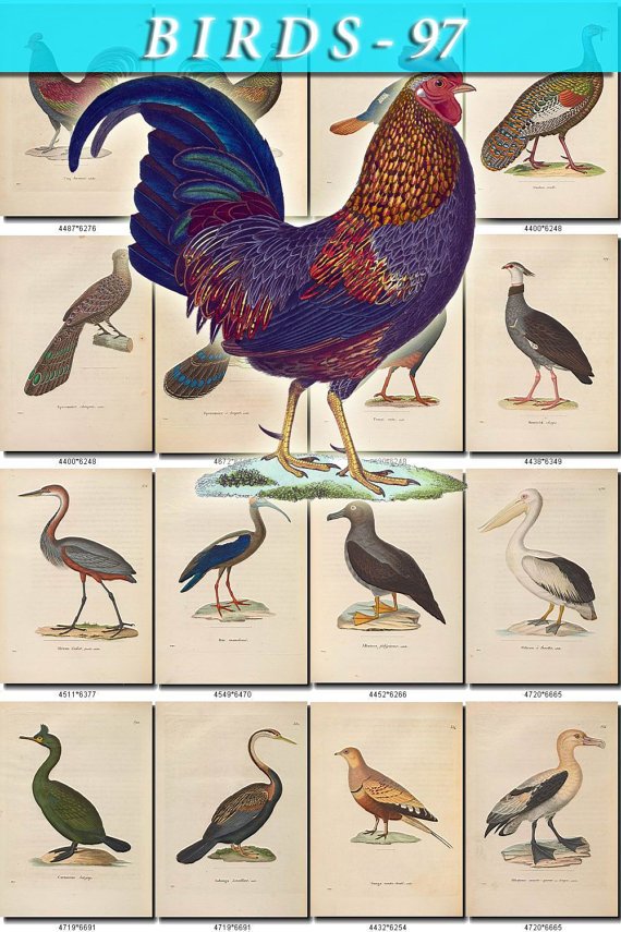 BIRDS-97 143 vintage print
