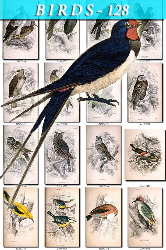 BIRDS-128 54 Falcon Kestrel Buzzard Harrier Owl Thrush Hawfinch vintage print