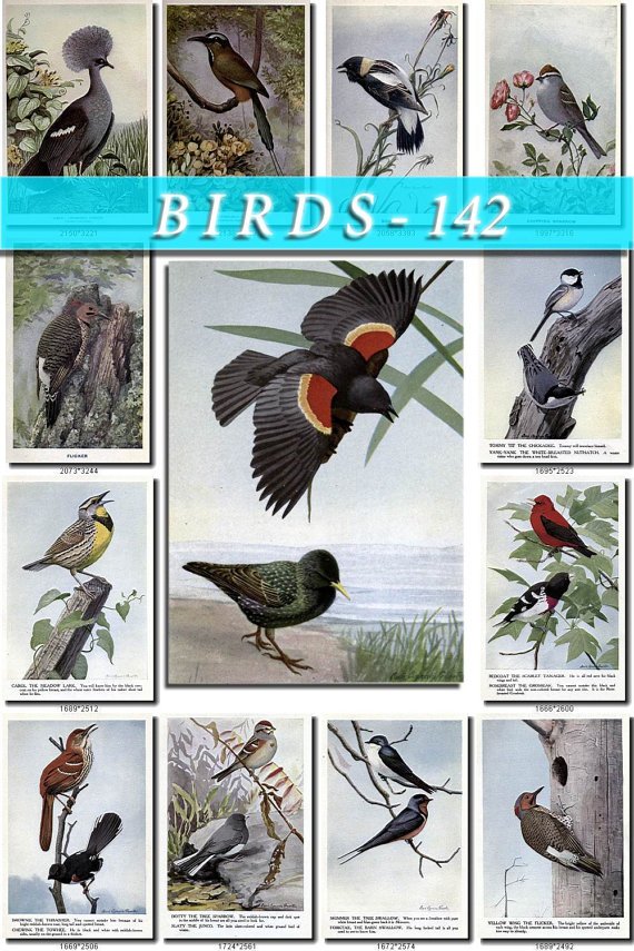BIRDS-142 56 vintage print