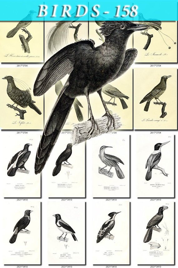 BIRDS-158-bw 225 black-, -white vintage print