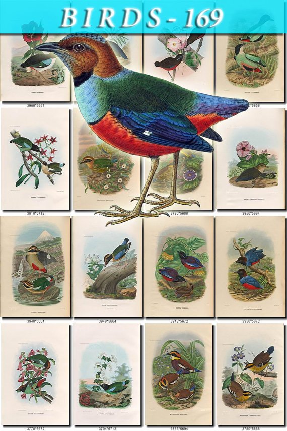 BIRDS-169 103 vintage print