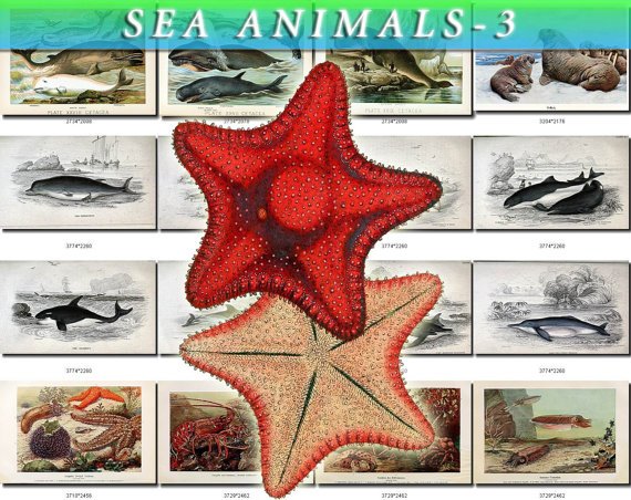 SEA ANIMALS-3 165 vintage print