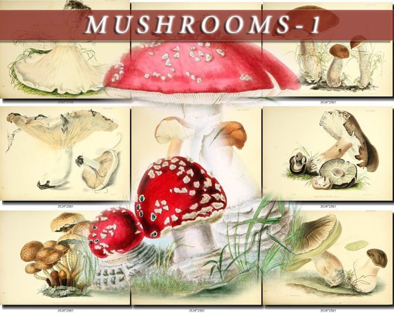 MUSHROOMS-1 278 vintage print