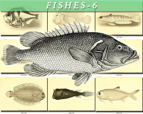 FISHES-6-bw 269 black-, -white vintage print