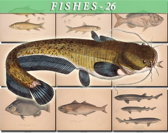 FISHES-26 73 vintage print