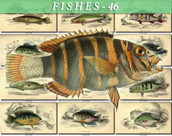 FISHES-46 74 vintage print
