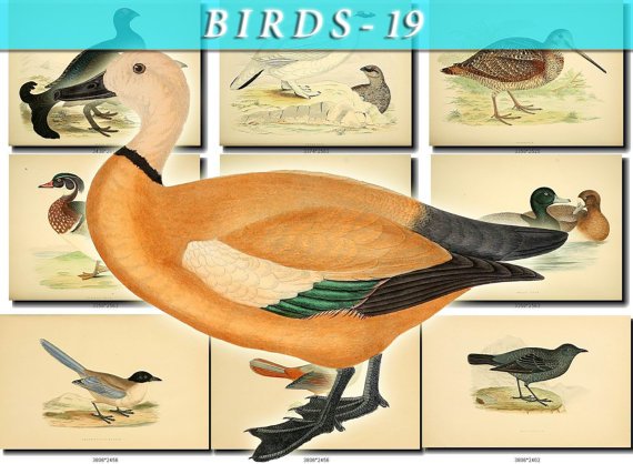 BIRDS-19 211 vintage print