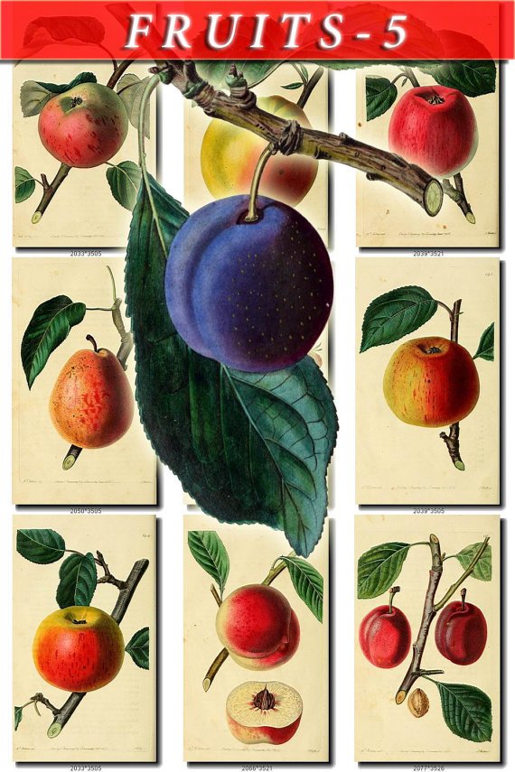FRUITS VEGETABLES-5 160 vintage print