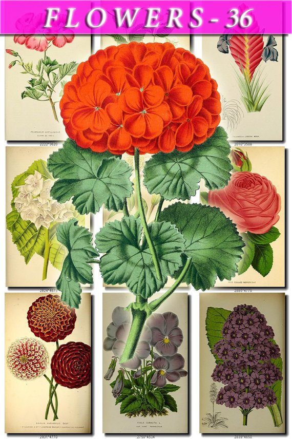 FLOWERS-36 66 vintage print