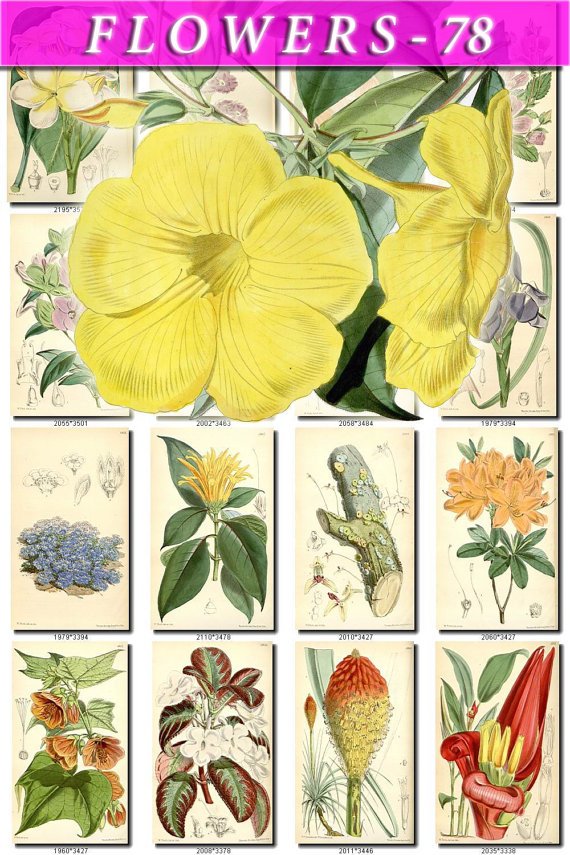 FLOWERS-78 261 vintage print