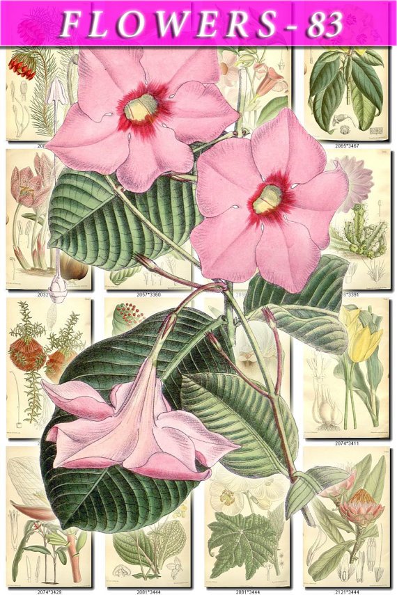 FLOWERS-83 238 vintage print