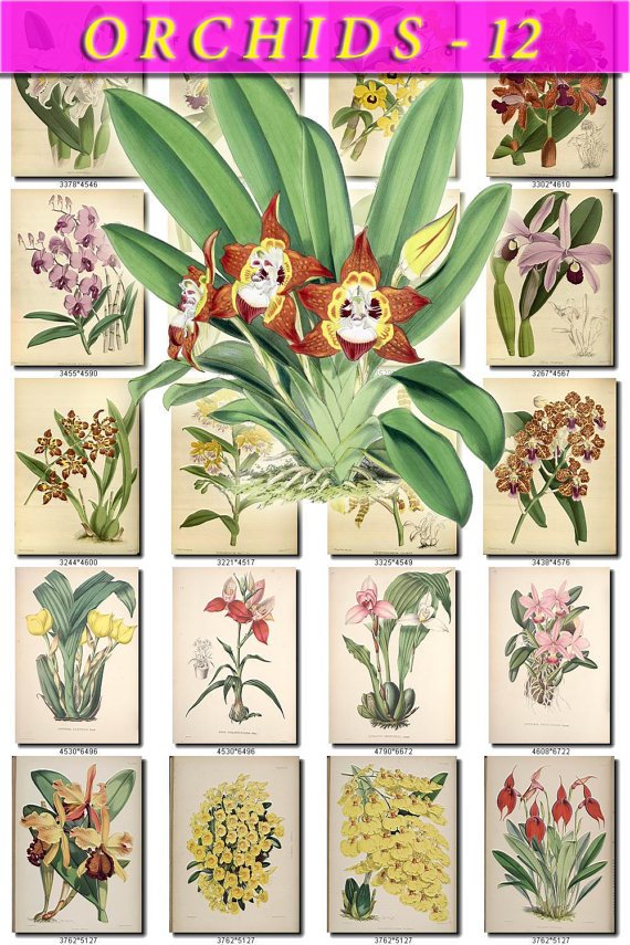 ORCHIDS-12 flowers 282 vintage print