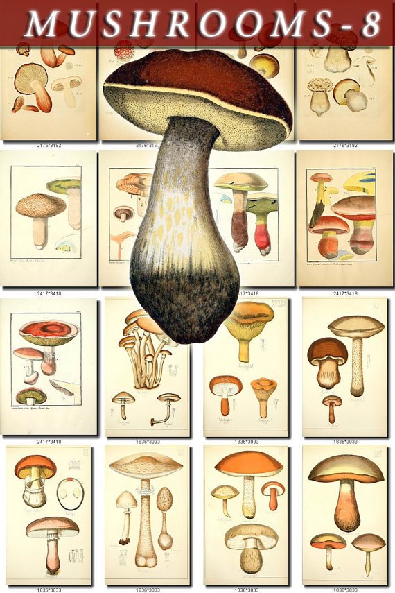 MUSHROOMS-8 380 vintage print