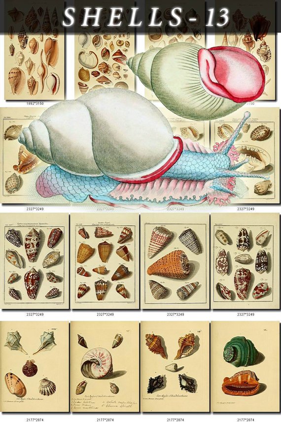 SHELLS-13 243 vintage print