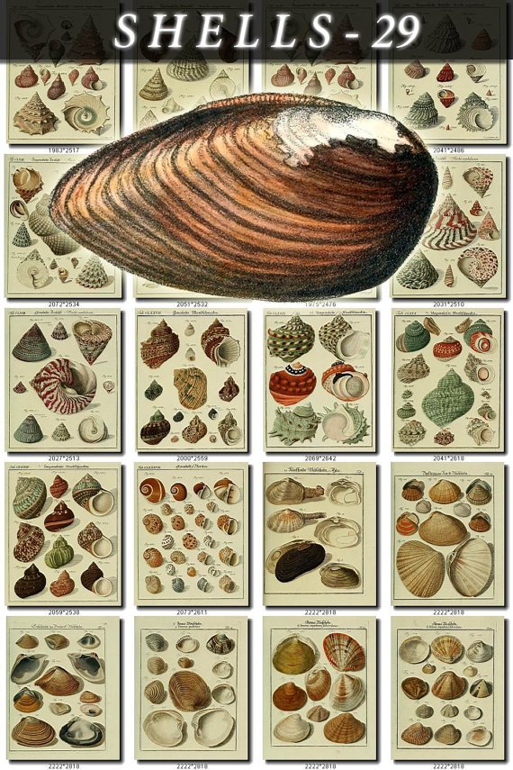 SHELLS-29 113 vintage print