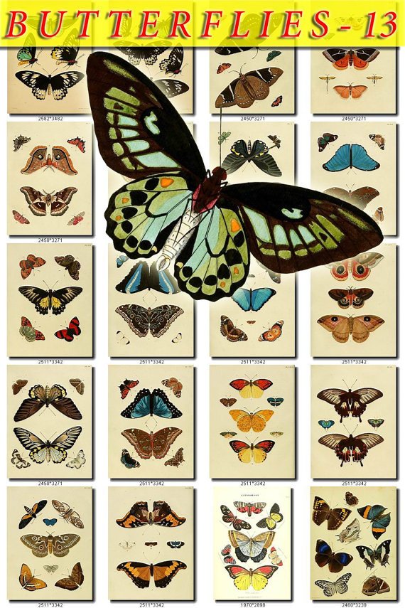 BUTTERFLIES-13 202 vintage print