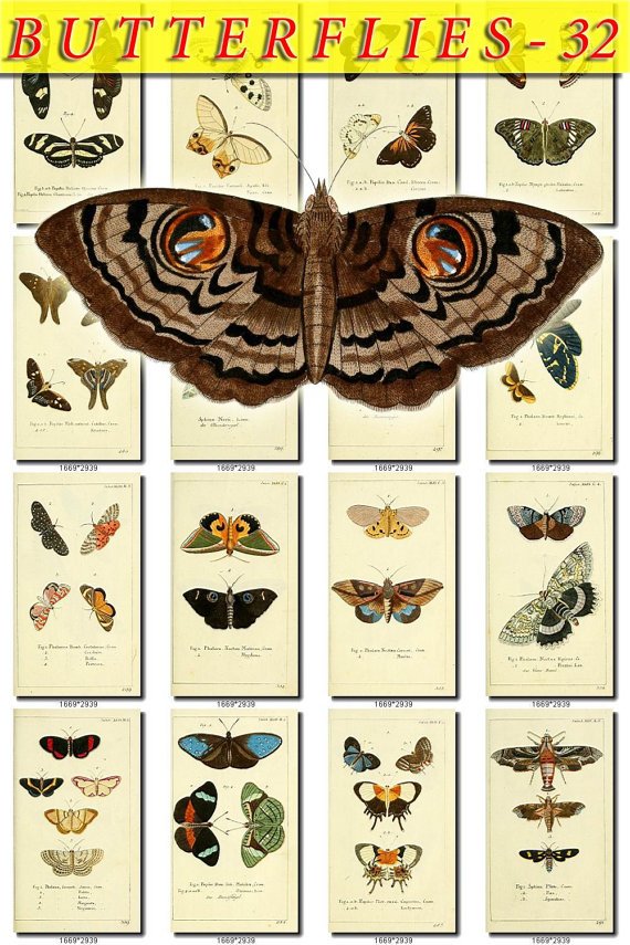 BUTTERFLIES-32 154 vintage print