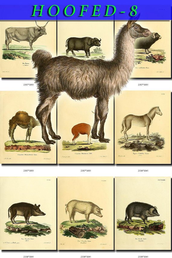 HOOFED UNGULATES-8 55 vintage print