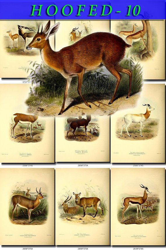 HOOFED UNGULATES-10 51 vintage print