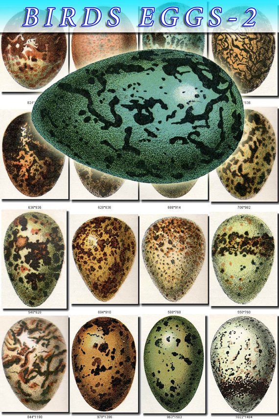 BIRDS EGGS-2 140 vintage print