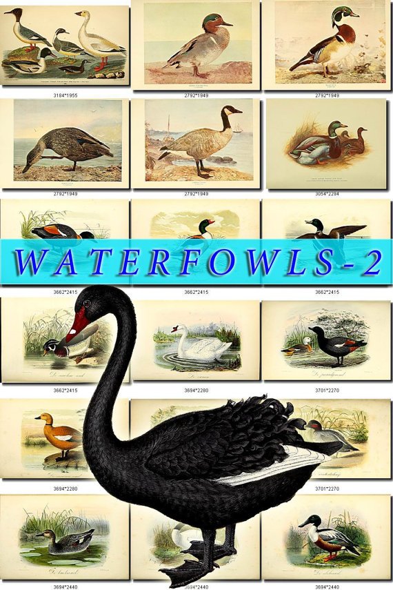 WATERFOWLS-2 Birds 52 vintage print
