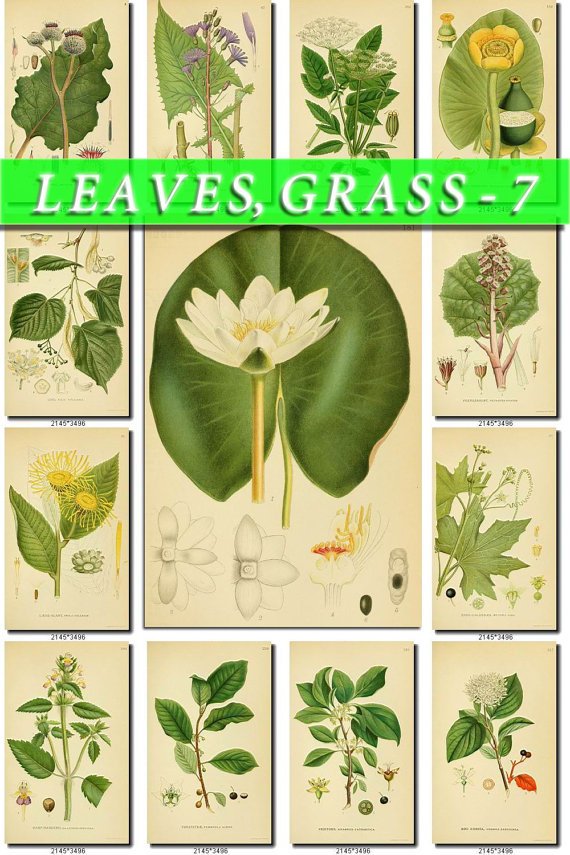 LEAVES GRASS-7 268 vintage print
